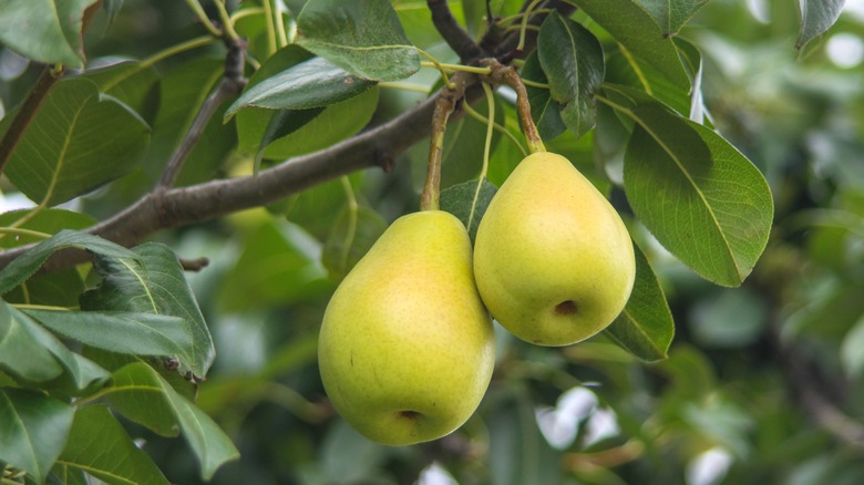 Two pears hanging on a tree