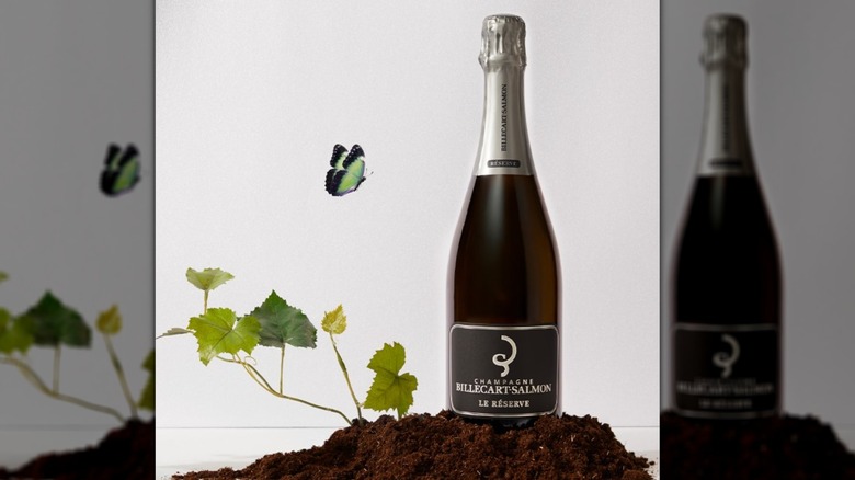 A small mound of dirt with some green leaves growing out of it has a bottle of Billecart-Salmon on top next to a butterfly