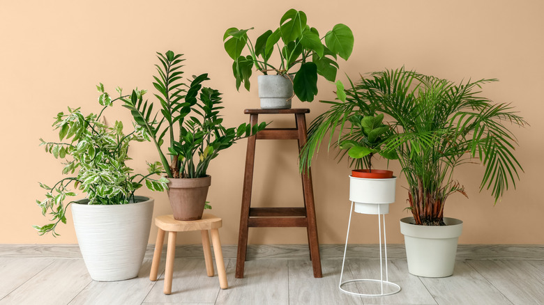 Houseplants in vases on wooden floor and on top of plant stands