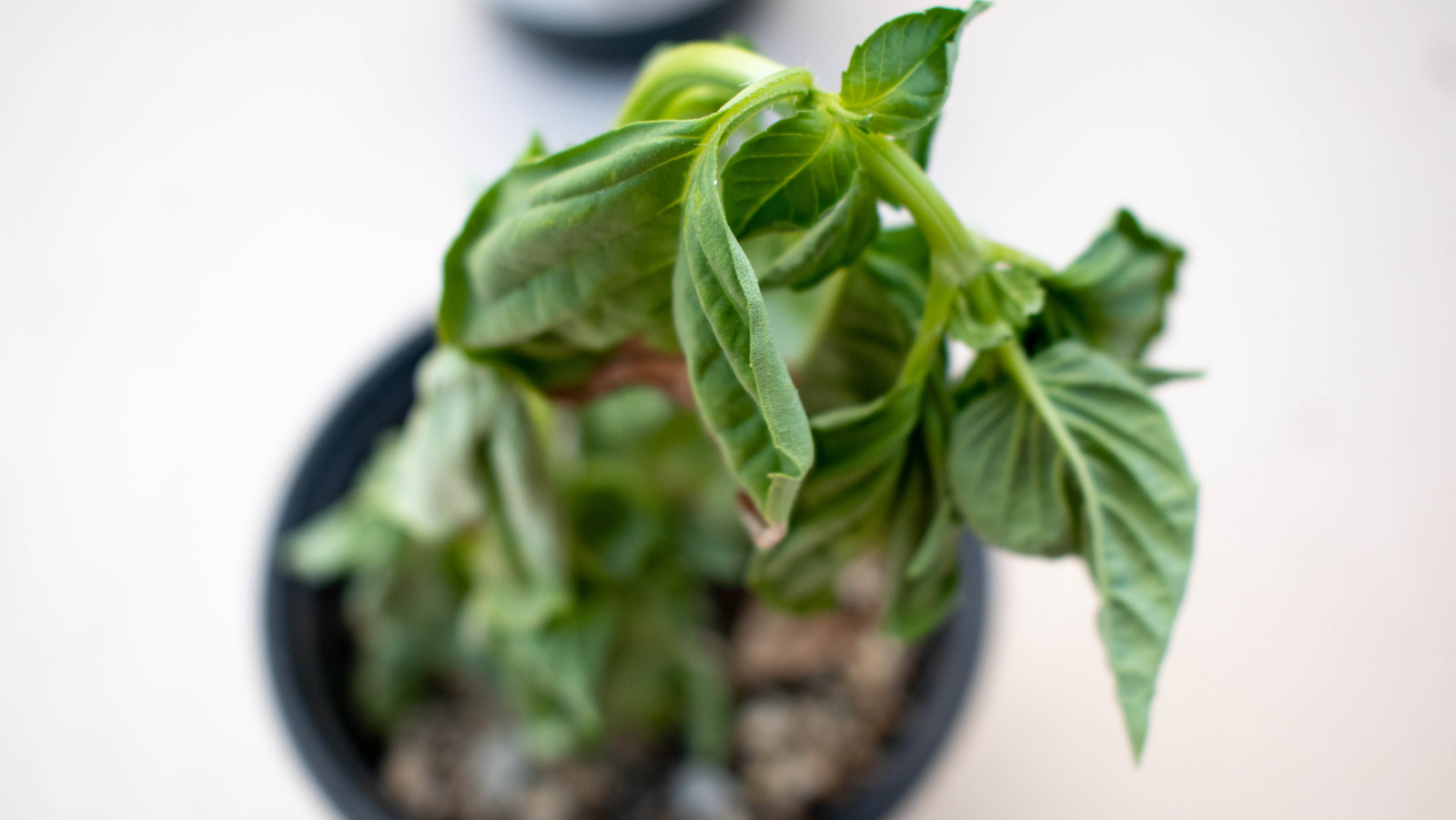 The Condiment To Spruce Up With Wilted Herbs