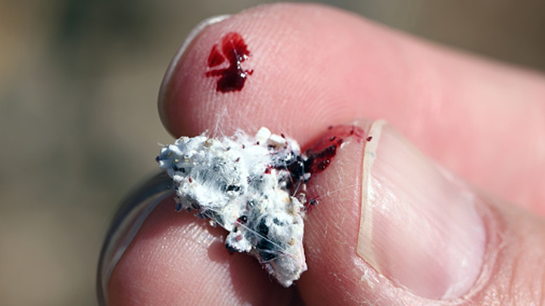 Fingers holding a cochineal bug. The insect is covered in a white protective secretion and the fingers are stained red with the insect's natural dye