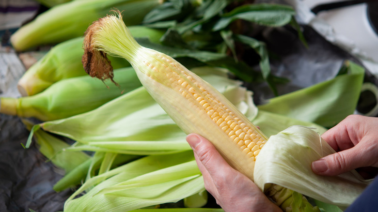 A pair of hands shucking corn
