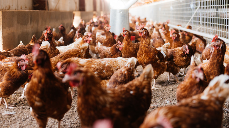 A flock of egg-laying chickens indoors