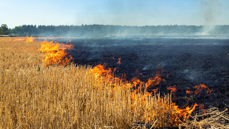 Wheat field on fire