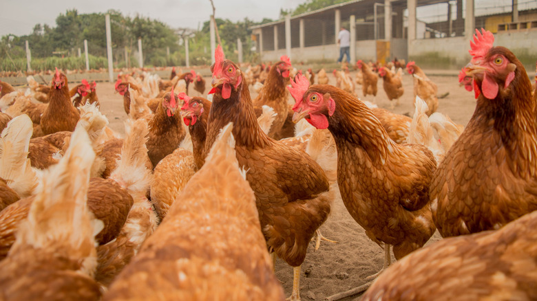 Chickens roaming on a farm