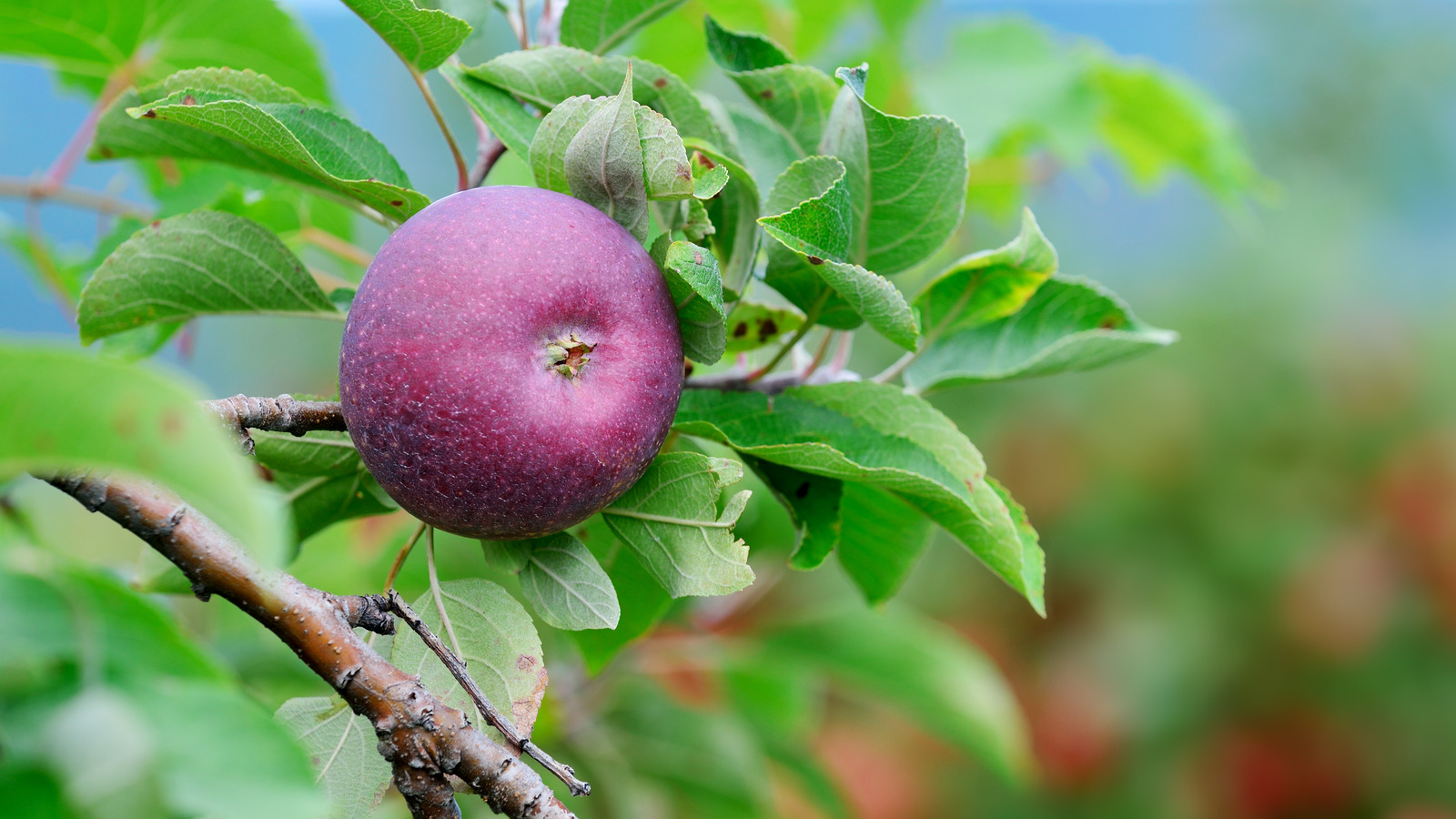 The Dark Apple Variety That Will Elevate Fall And Winter Treats