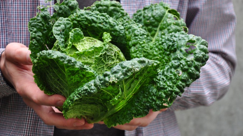 person holding a savoy cabbage