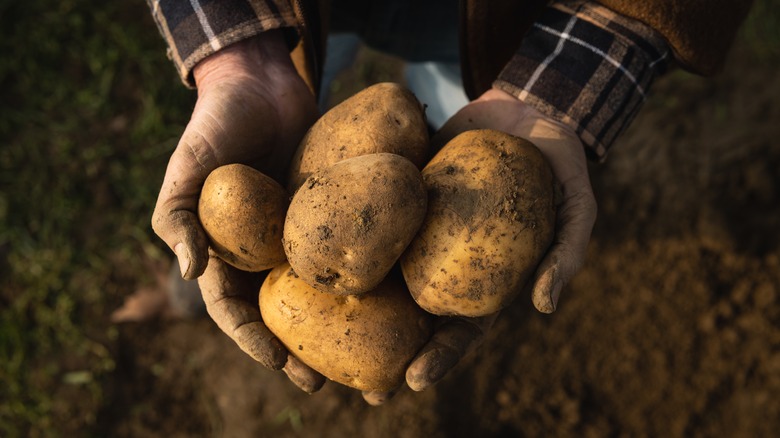 Potatoes in hands