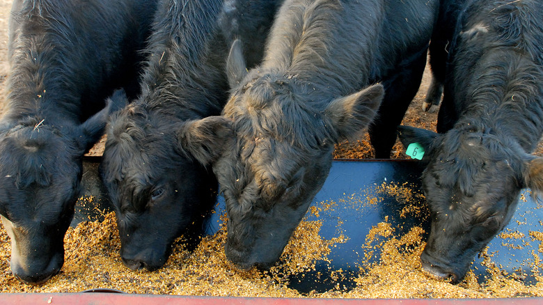 Cattle feeding at farm in Oklahoma