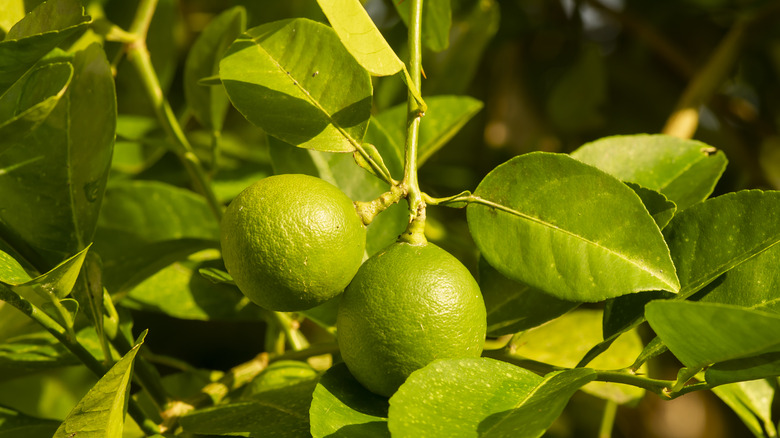 limes hanging on tree
