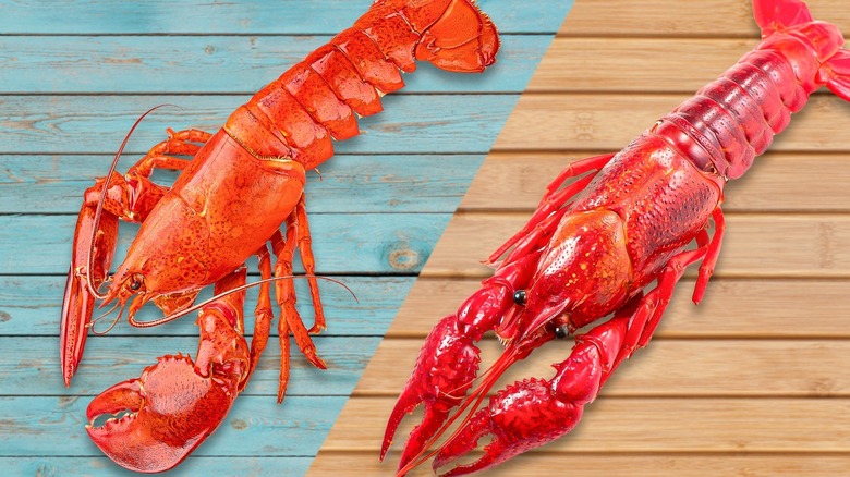 Top-down view of a lobster and crawfish side by side