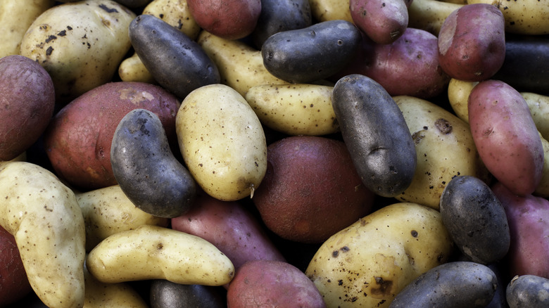 variety of potatoes in pile