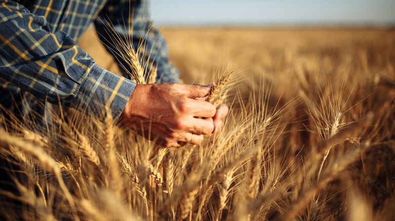 farmer checking wheat field