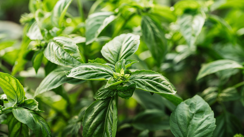 a closeup of a basil plant