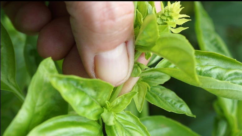 a person picnching off the tip of a basil plant