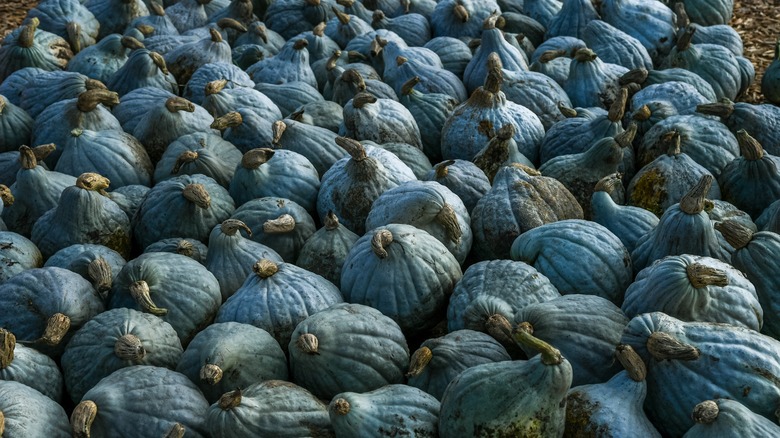Patch of blue Hubbard squashes
