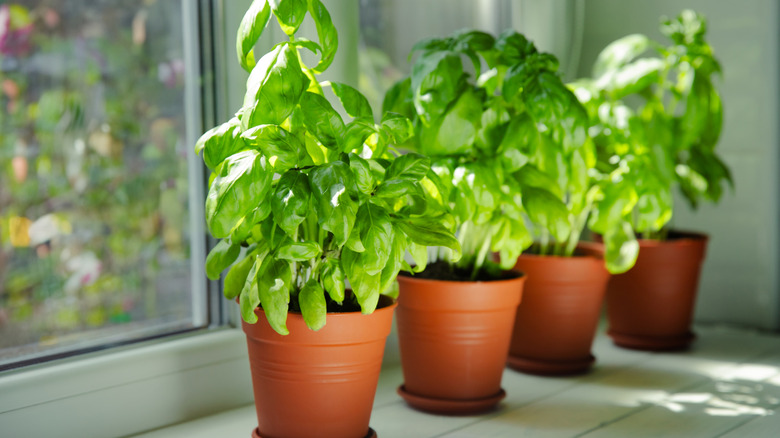 Three potted basils on a window sill