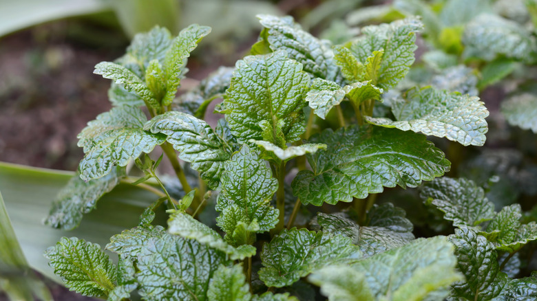 lemon balm plant
