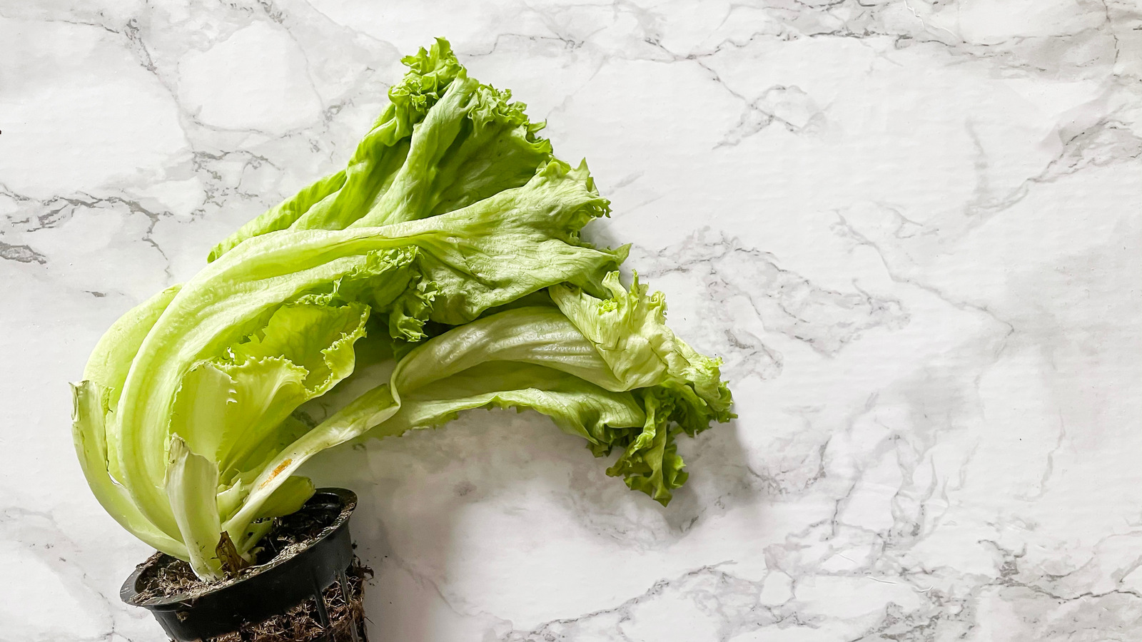 The Easy Sauce To Use Up Your Wilting Lettuce
