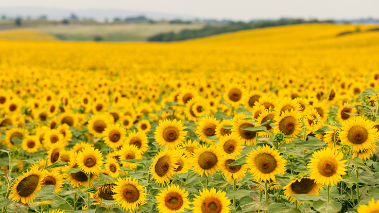 A rolling field of sunflowers, their faces all pointed in the same direction