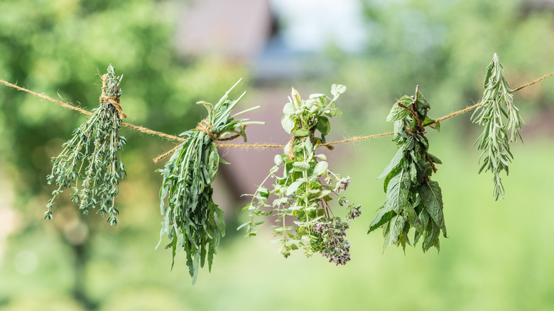 Bundles of herbs hanging on a rope