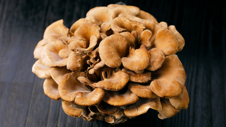 large maitake mushroom