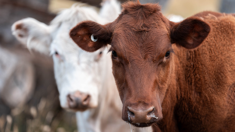 A white cow and a brown cow facing the camera