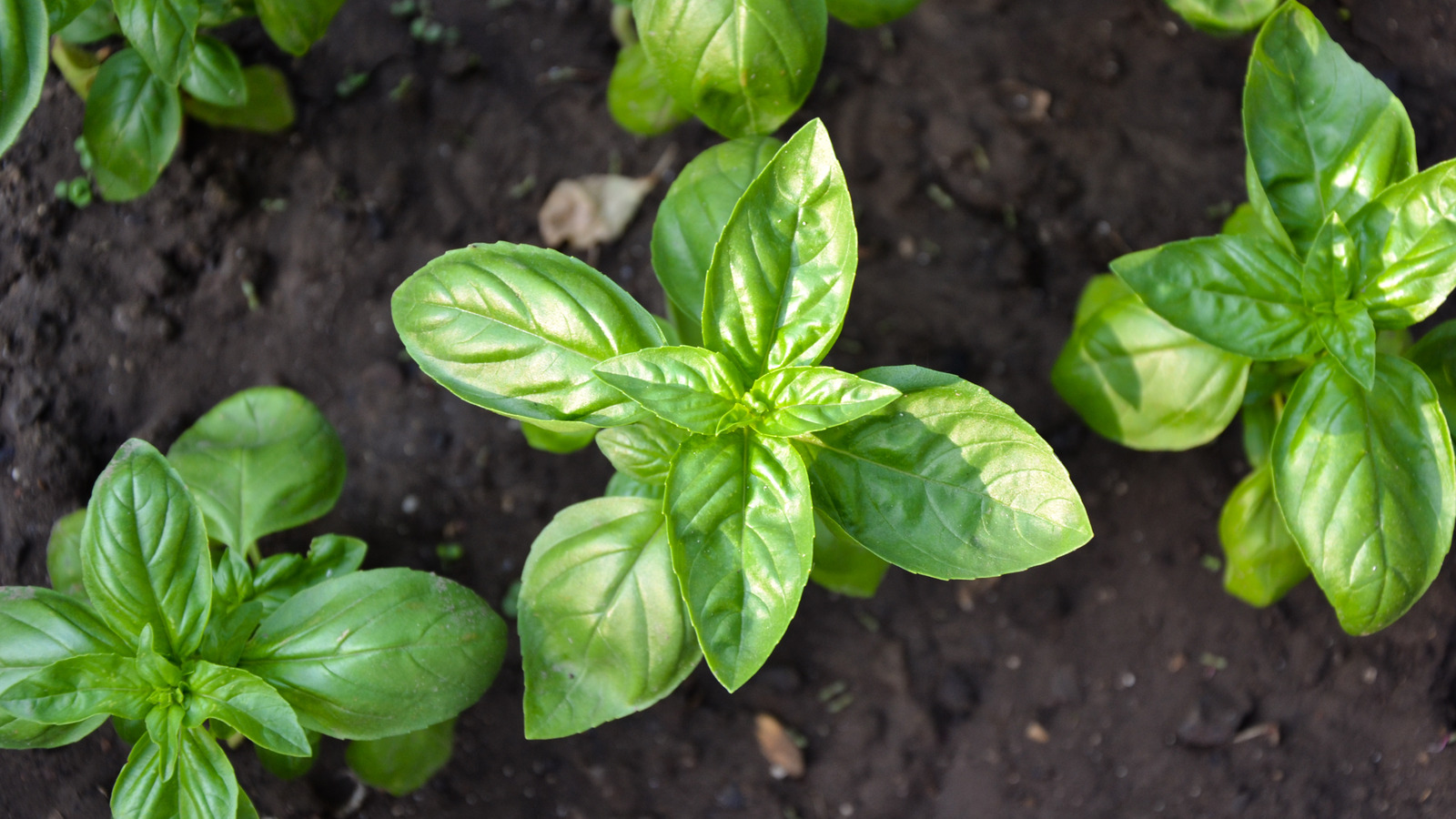 The Flavor Difference Between Thai Basil And Sweet Basil