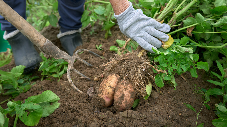 A person in gardening gloves harvesting large, healthy potato plants