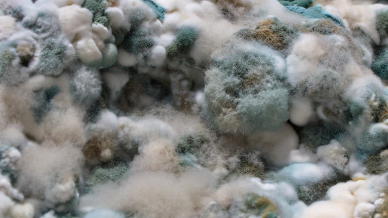 A close-up of mold on cottage cheese