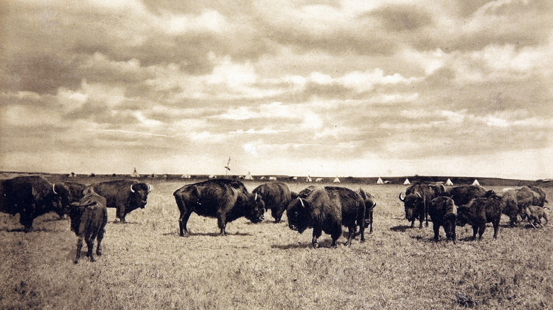 A black and white photograph of the herd of bison grazing in a field in the American West