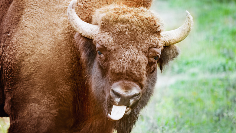An American bison on a grassy field with its tongue extended