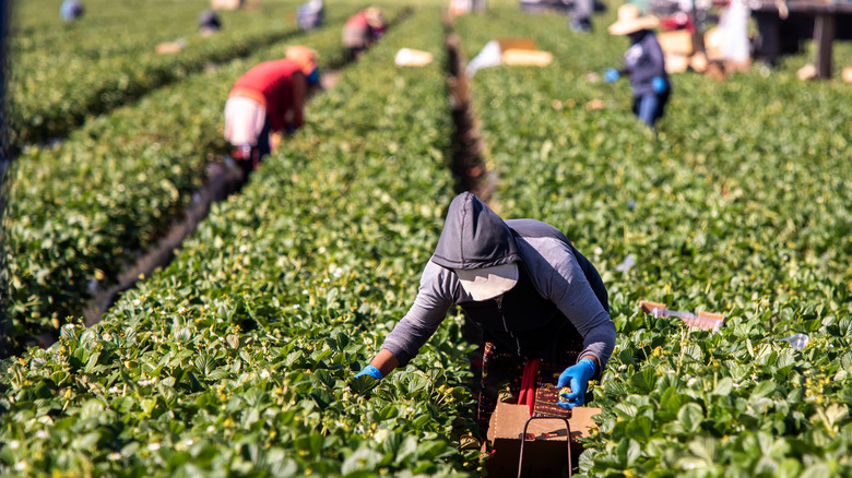 Field workers pick strawberries 