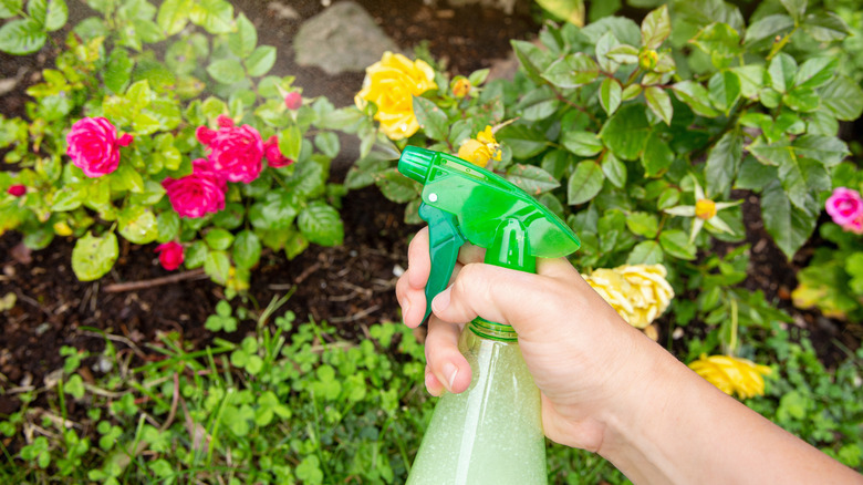 A hand sprays flowering plants with a spray bottle.