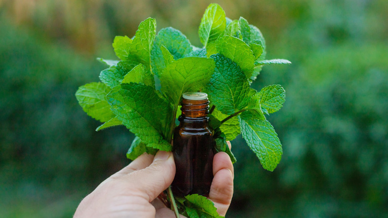 A hand holds a bunch of fresh mint behind an essential oil bottle.