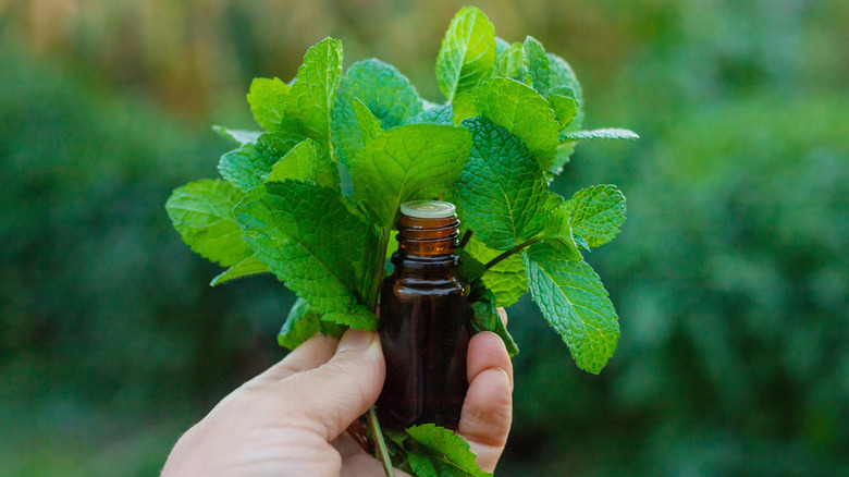 A hand holds a bunch of fresh mint behind an essential oil bottle.