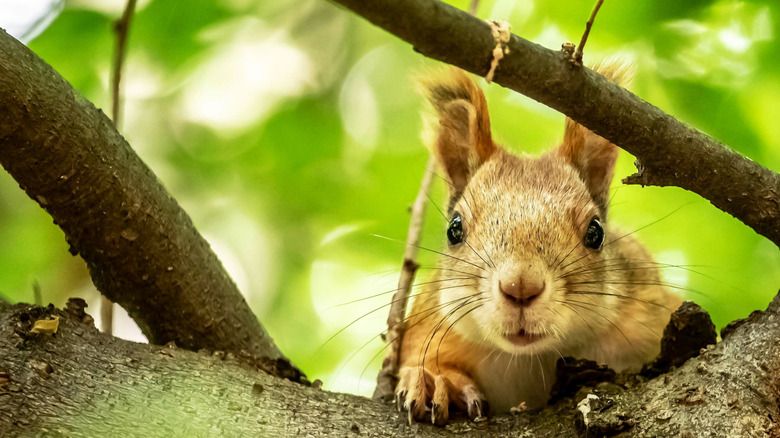A squirrel peeks up over a tree branch.