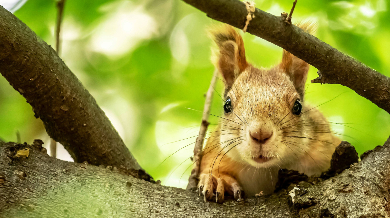 The Fragrant, Fast-Growing Herb That Can Help Keep Squirrels Away From Your Garden
