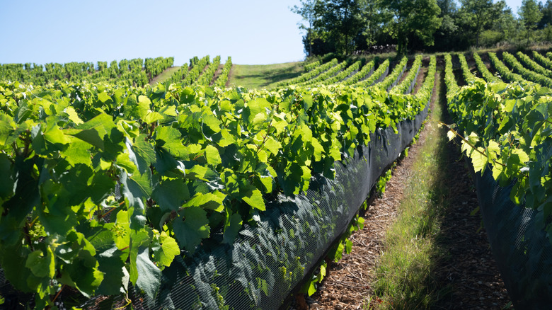 Gamay grapes in Beaujolais France