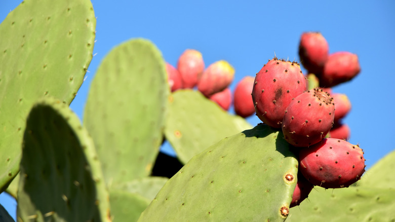 Prickly pear fruits growing on green cactus