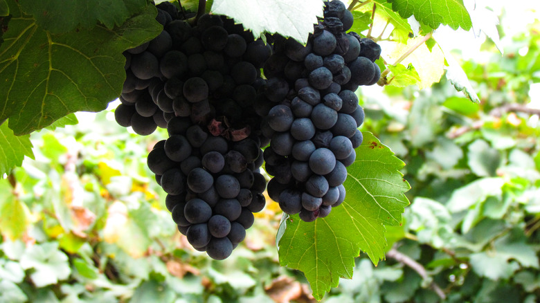 alicante grapes on the vine