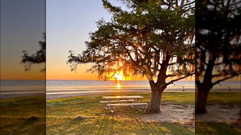 Beach bench under a tree during sunset at Fontainebleau State Park