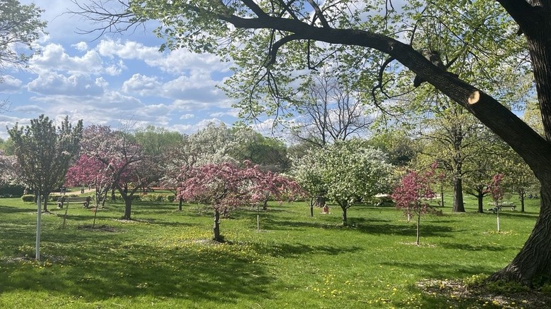 Trees at Lyndale Park Rose Garden
