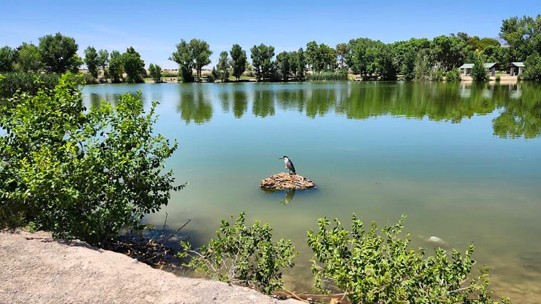 Heron on lake rock at Floyd Lamb Park