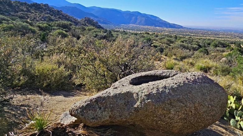 Bedrock mortar, shrubs, and cacti on hill at Elena Gallegos Open Space