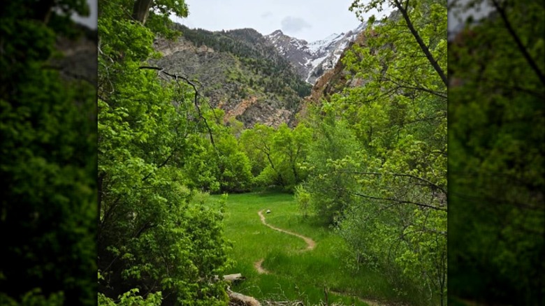 Lush view at Storm Mountain Day Use Area