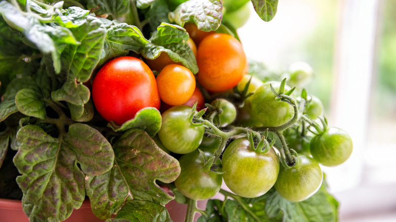 a close up of tomatoes growing on the vine