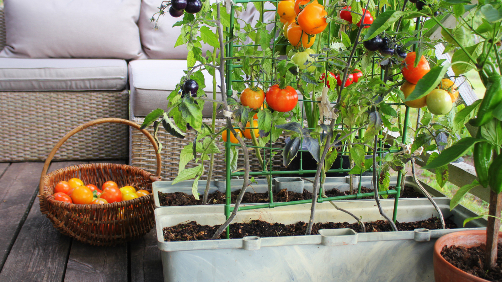 The Hands-Down Best Tomatoes To Grow In Container Gardens