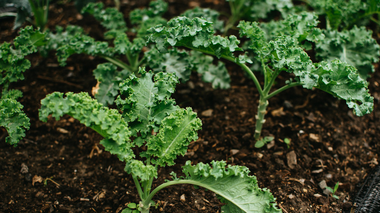 curly kale seedlings in the garden