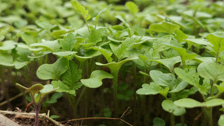 mustard seedlings as a garden cover crop